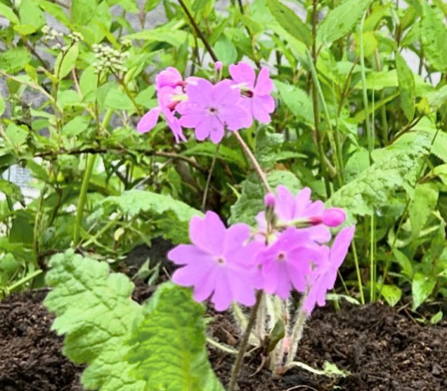 サクラソウの写真